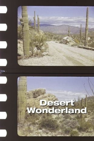 Desert Wonderland