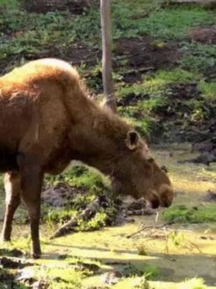 Wild Kratts : Mystery of the Weird Looking Walrus (2011) - Martin Kratt