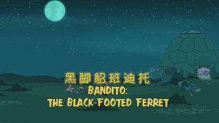 Wild Kratts : Bandito: The Black Footed Ferret