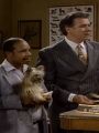 Night Court : My Life As a Dog Lawyer