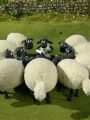 Shaun the Sheep : Shaun the Farmer
