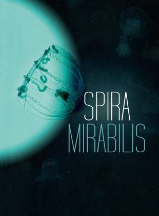 Spira Mirabilis