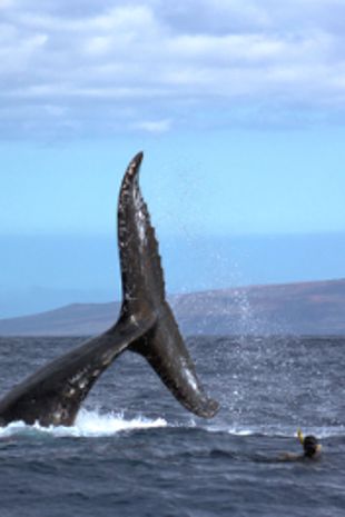 Ocean Giants : Giant Lives