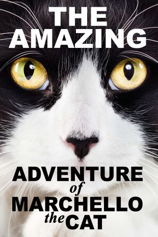 The Amazing Adventure of Marcello the Cat