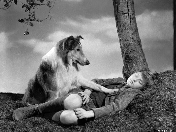 Lassie Come Home (1943) - Fred Wilcox | Synopsis, Characteristics ...