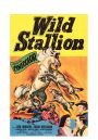 Wild Stallion